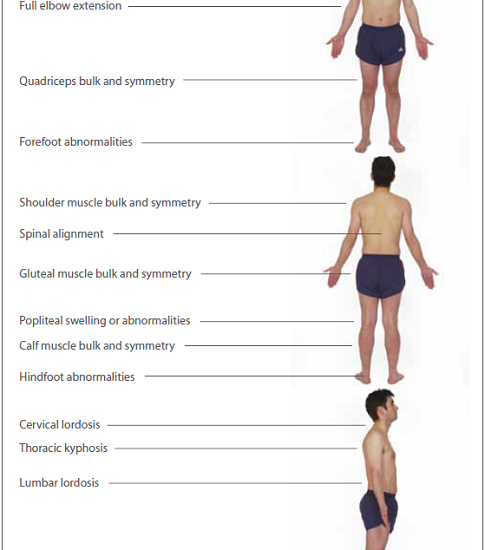 Musculoskeletal Assessment musculoskeletal-assessment